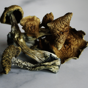 Buy Golden Teacher Mushroom