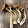 Buy African Transkei Cubensis