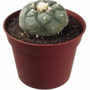Buy Peyote Cactus
