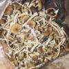 Buy Albino Cambodians Magic Mushrooms