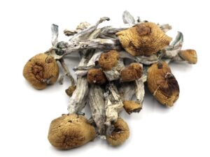 Buy Penis Envy Mushroom