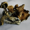 Buy Golden Teacher Mushroom