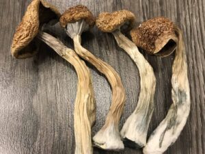 Buy African Transkei Cubensis