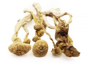 Buy Albino A+ Online