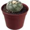 Buy Peyote Cactus
