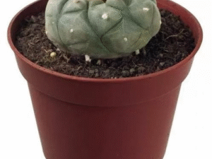 Buy Peyote Cactus