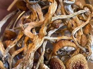 Buy Albino Penis Envy