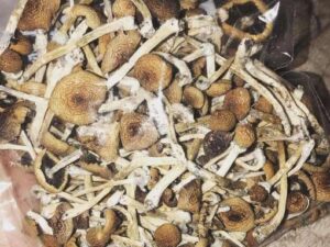 Buy Albino Cambodians Magic Mushrooms
