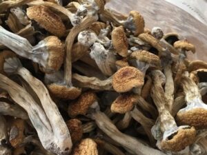 Buy Louisiana Magic Mushrooms