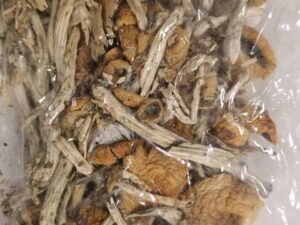 Buy Cambodians Magic Mushrooms